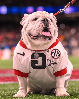 Georgia Bulldogs