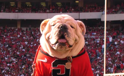 Georgia Bulldogs