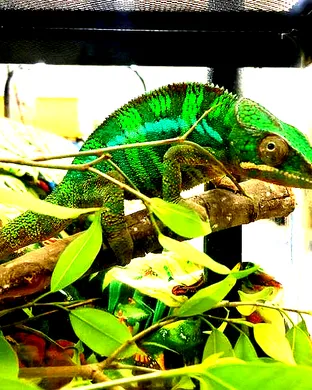 Repticon Reptile and Exotic Animal Show